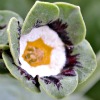 Auricula Bob Lancashire _Abriachan Nurseries